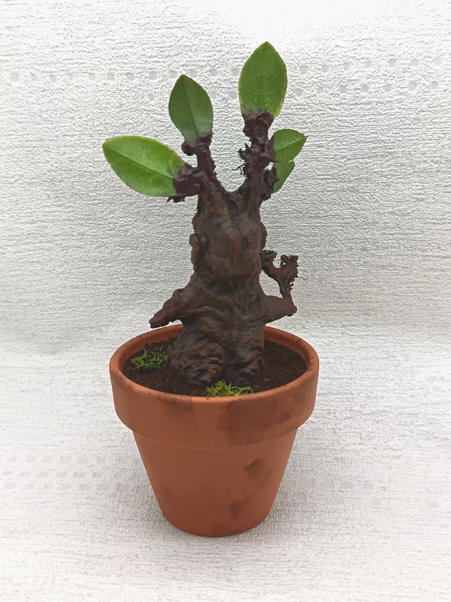 Mandragore 16cm