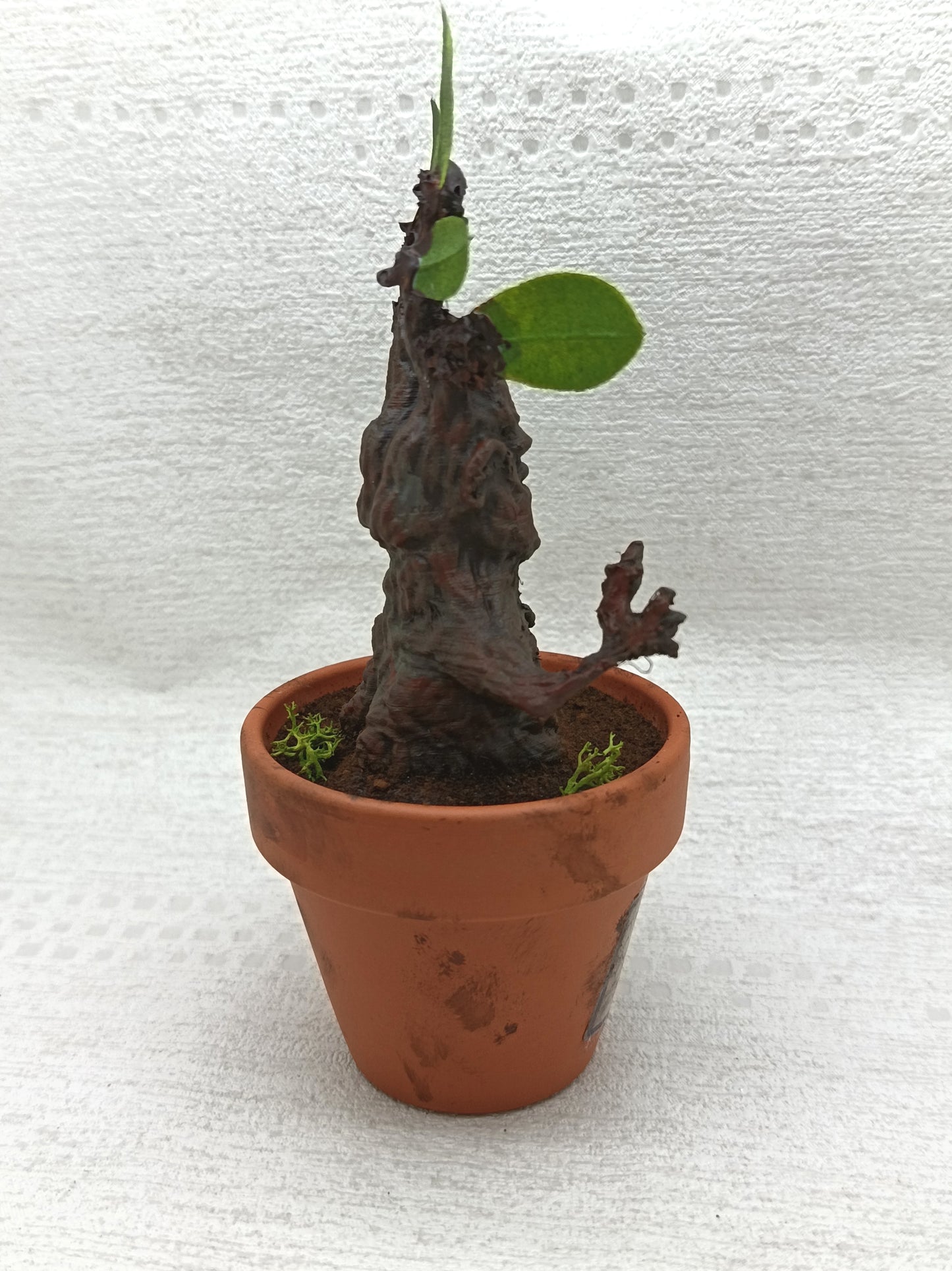 Mandragore 16cm