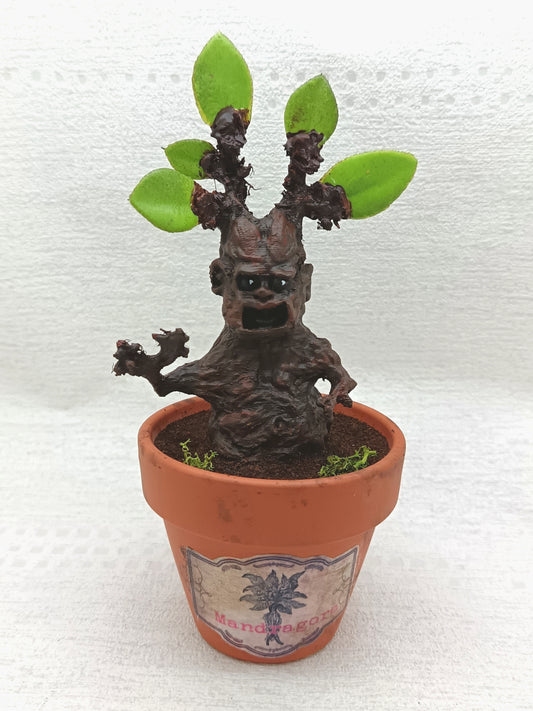 Mandragore 16cm